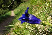 18 Fiori sul sentiero, Genziana di Koch (Gentiana kochiana)